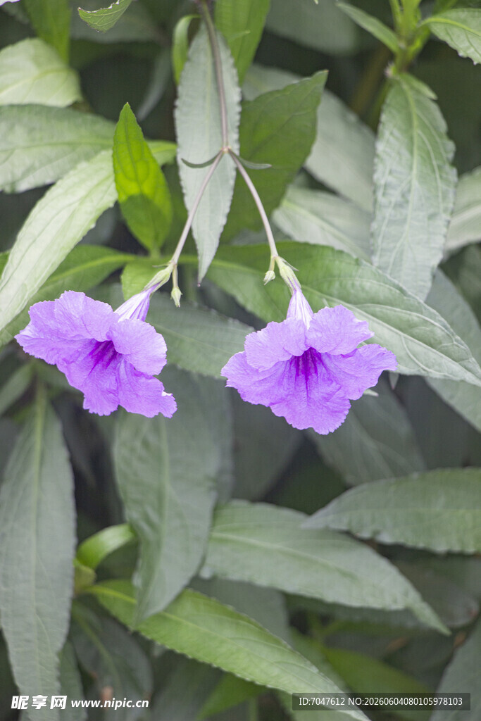两朵蓝花草