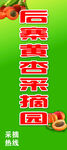 黄杏采摘园