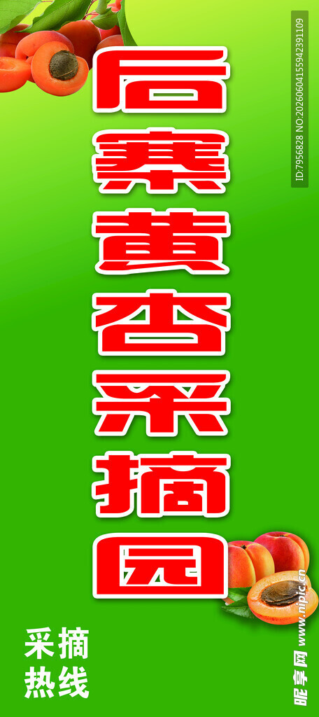 黄杏采摘园