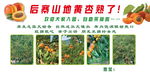 黄杏采摘园