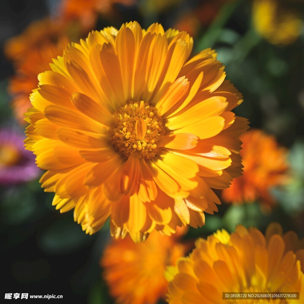 绽放的橙色金盏花