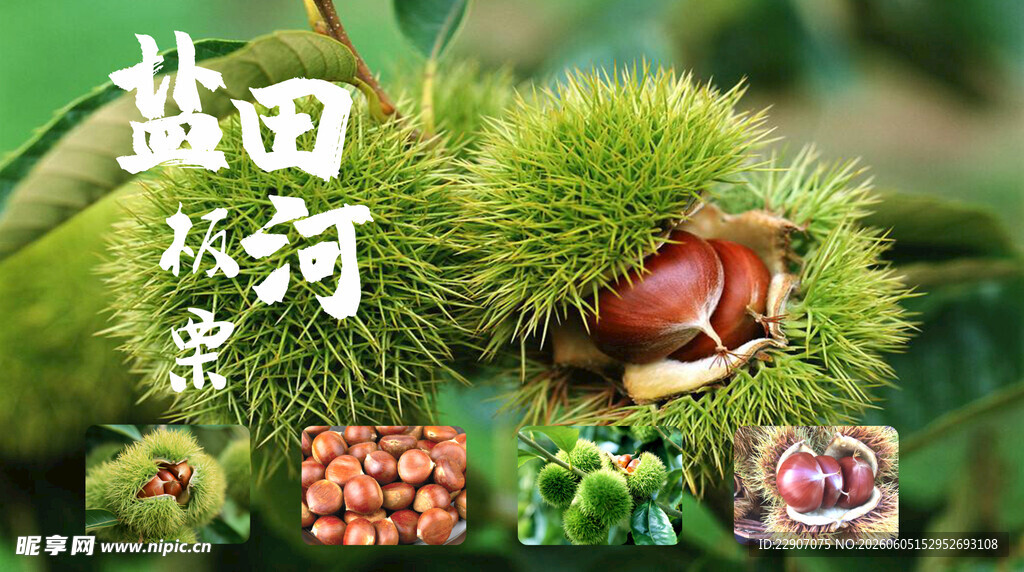 板栗海报