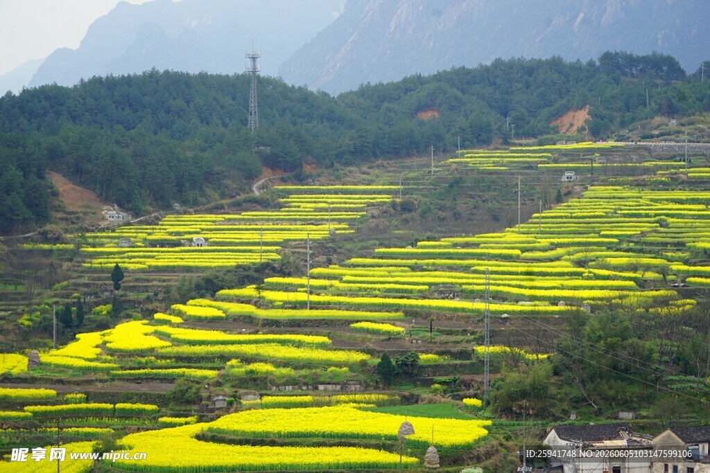 梯田油菜花田的美丽景致
