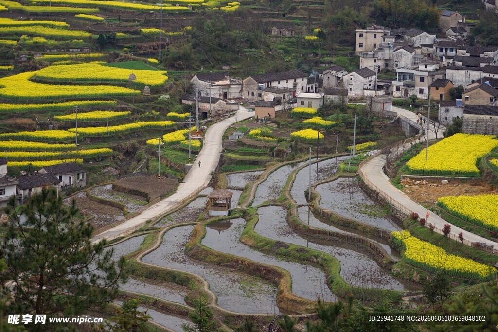 梯田油菜花乡村美景