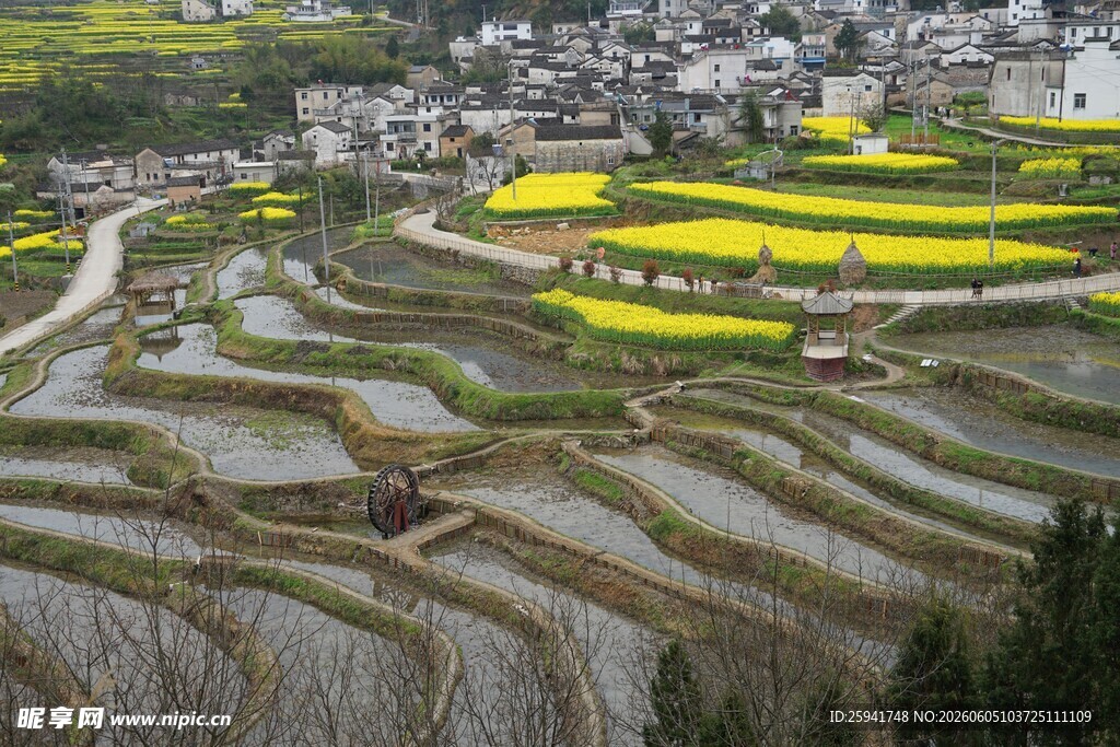 梯田油菜与村落美景