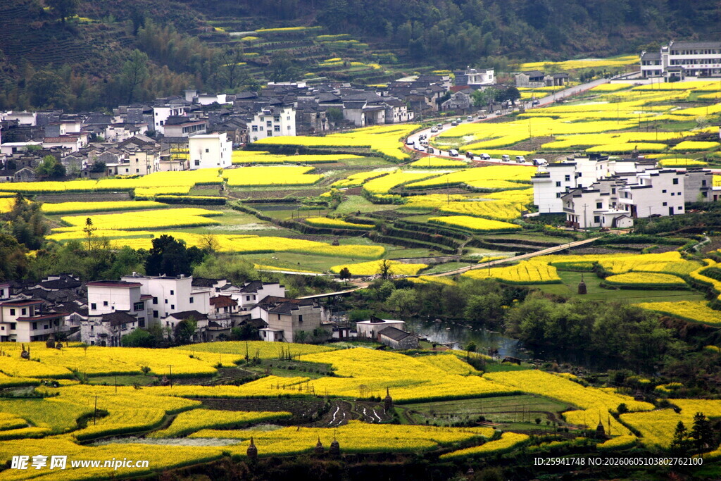 春日梯田油菜花乡村美景