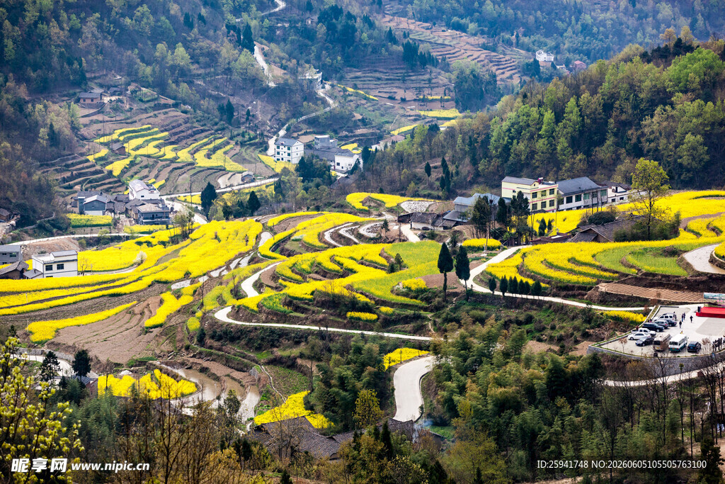 山间梯田油菜花美景