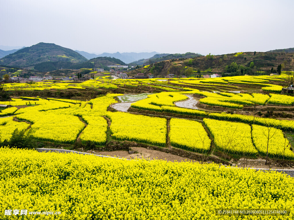 春日金黄油菜花田美景