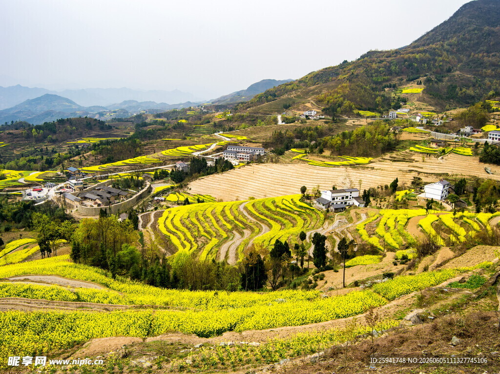 山间梯田油菜花美景