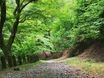 林间蜿蜒小径绿意盎然