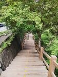 林间木梯绿意盎然的步道
