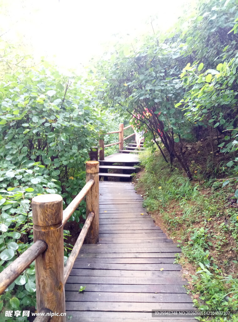 林间木栈道漫步自然间