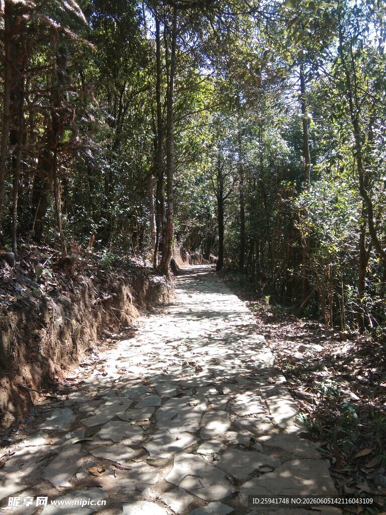 林间小道光影斑驳的静谧处