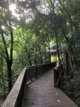 林间木栈道漫步自然间