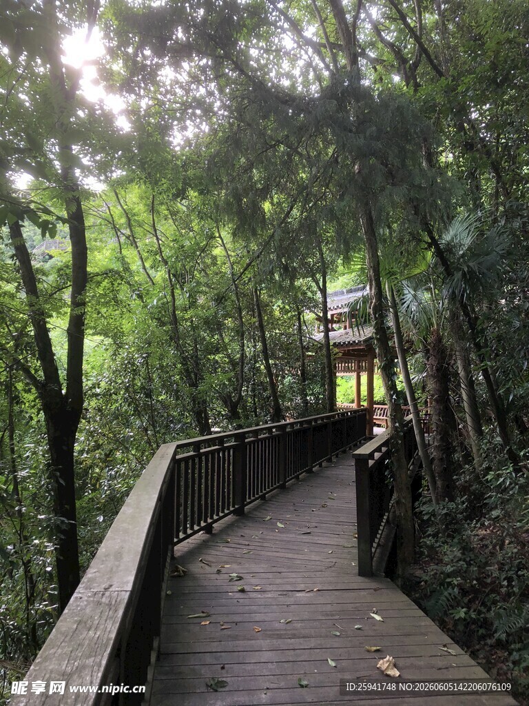 林间木栈道漫步自然间