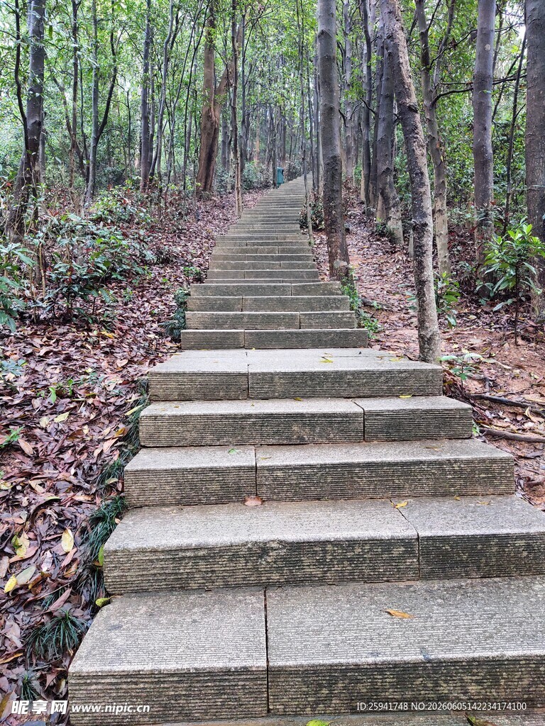 林间石阶小道