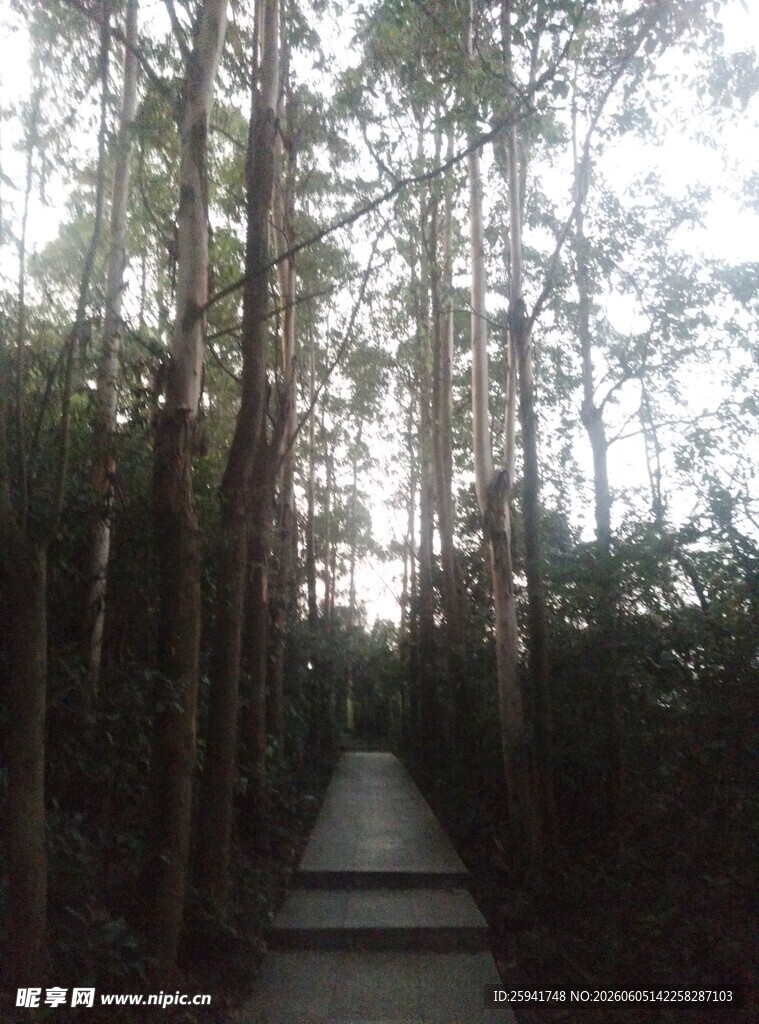 林间木栈道静谧自然景