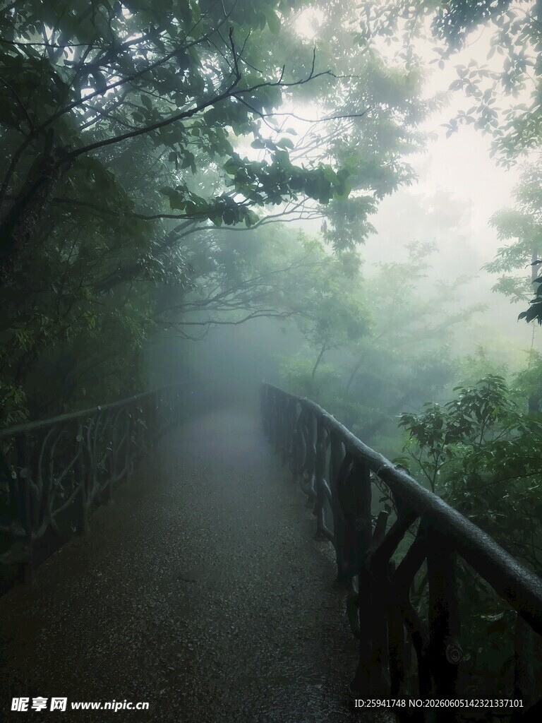 雾中幽径森林静谧之景