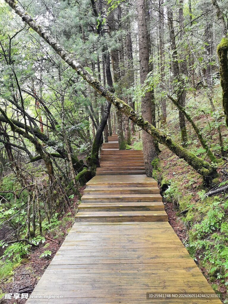 林间木质步道静谧自然景