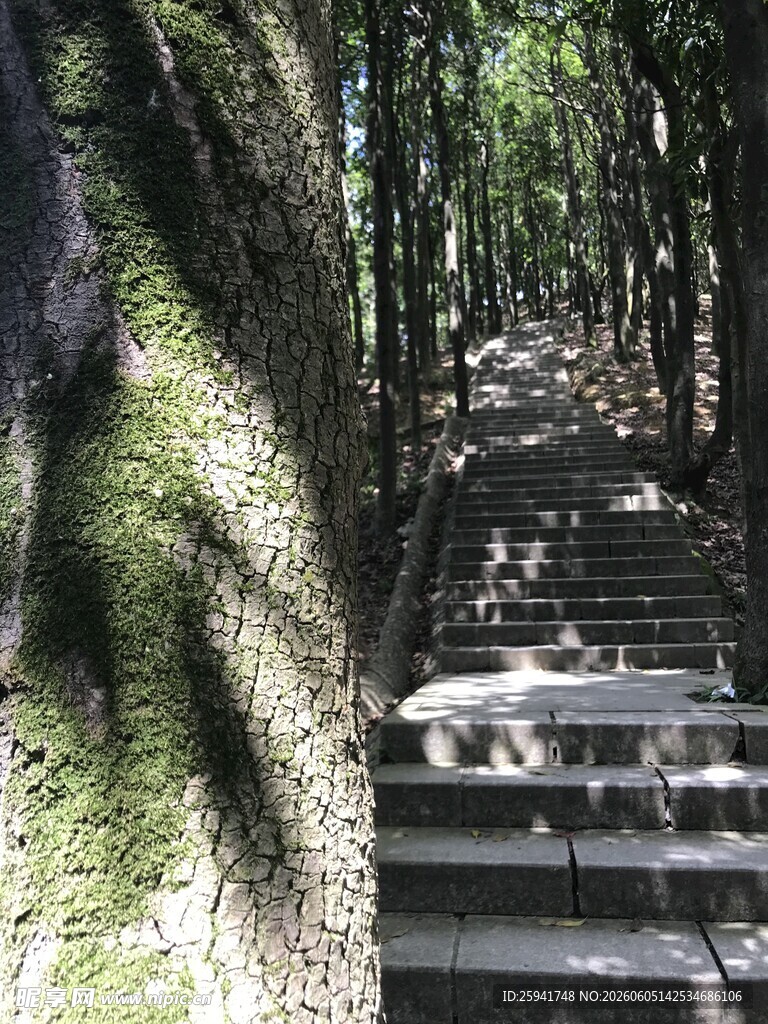 林间石阶静谧自然之景