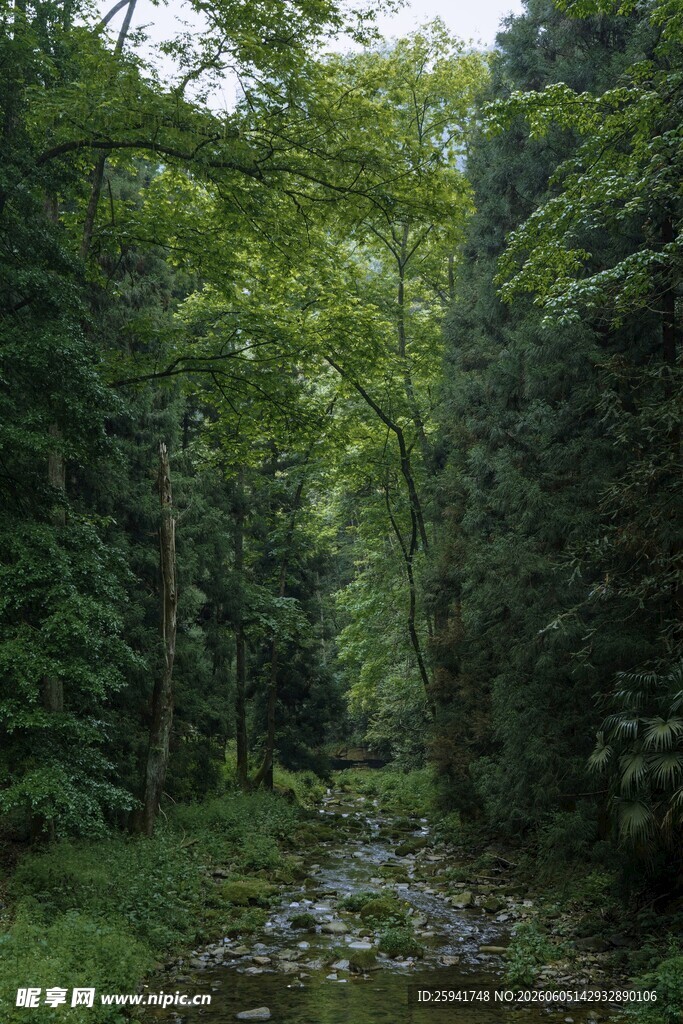 林间小溪静谧自然之景
