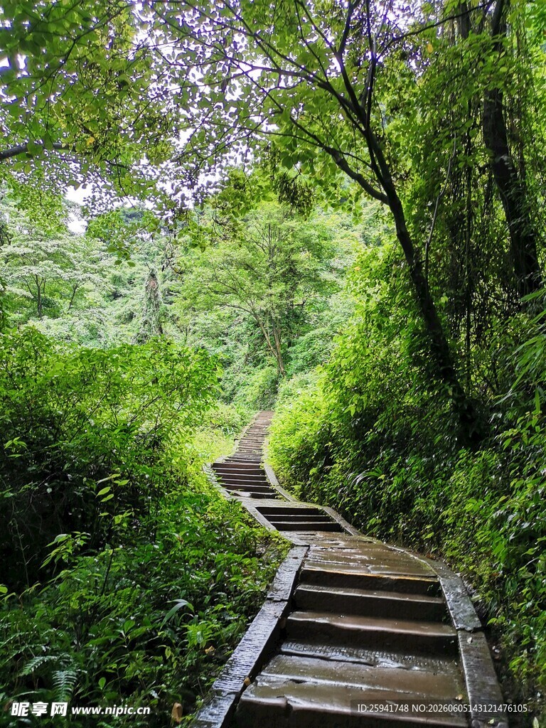 林间木栈道漫步自然间