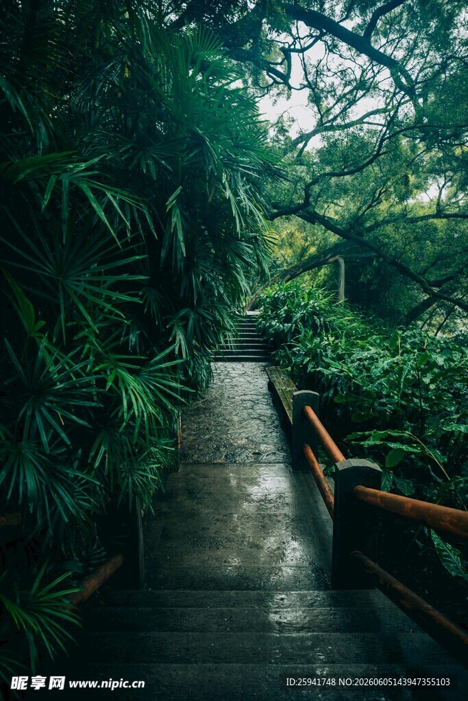 雨林中的木质小径