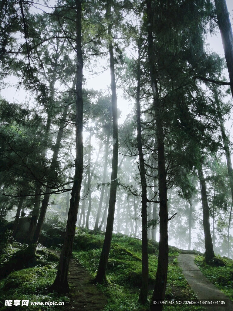 迷雾森林中的静谧树木