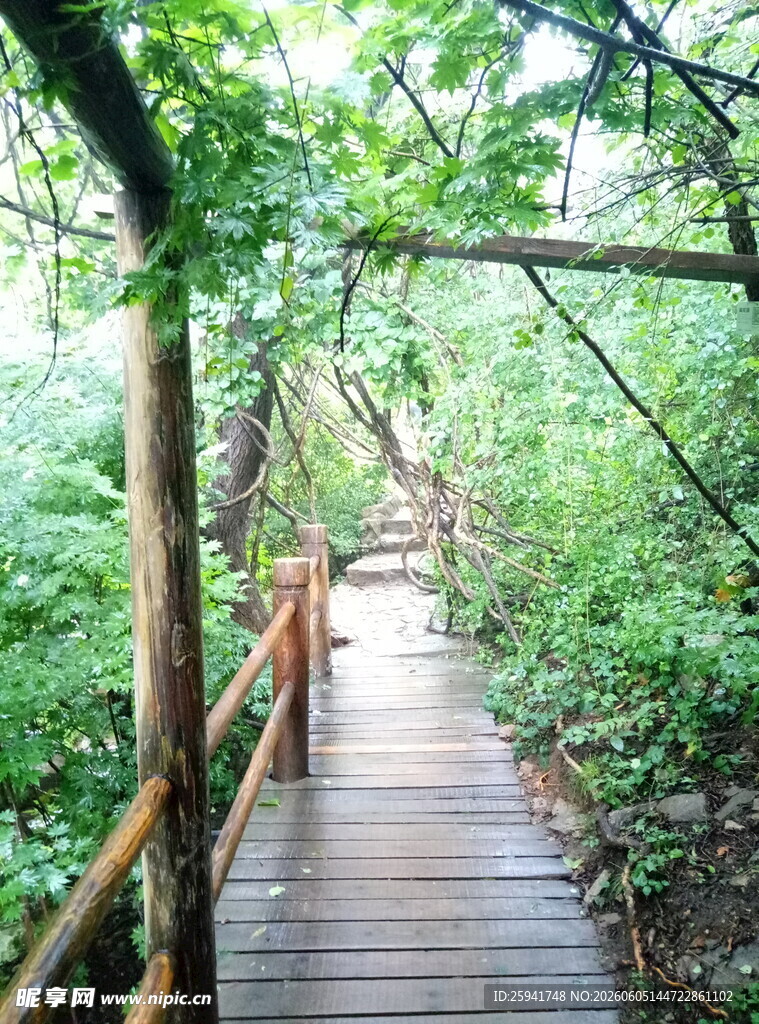 林间木栈道漫步自然间