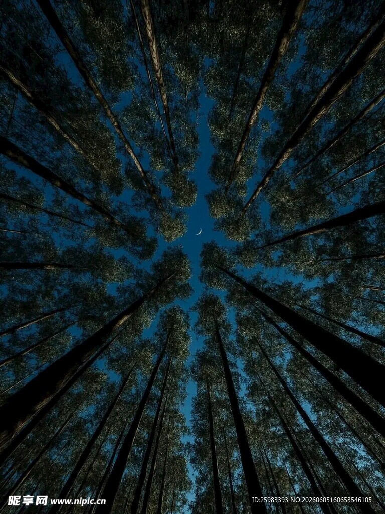 森林