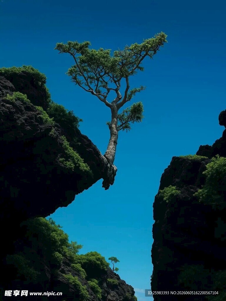 大树
