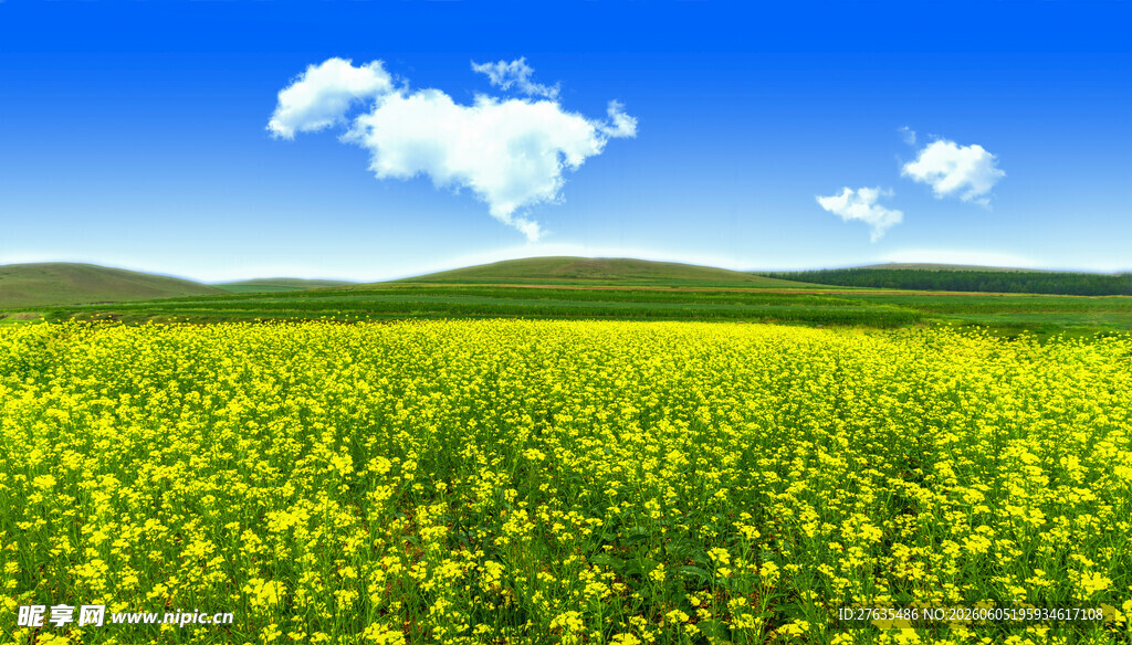金黄油菜花田蓝天白云景