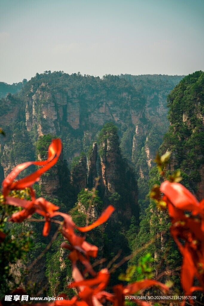 山间红枝伴壮丽峡谷景色