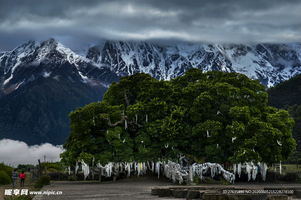 雪山下的葱郁大树