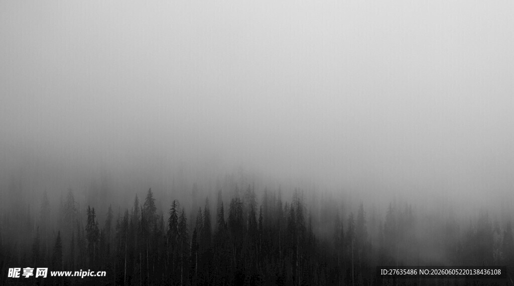 雾中树林朦胧美景