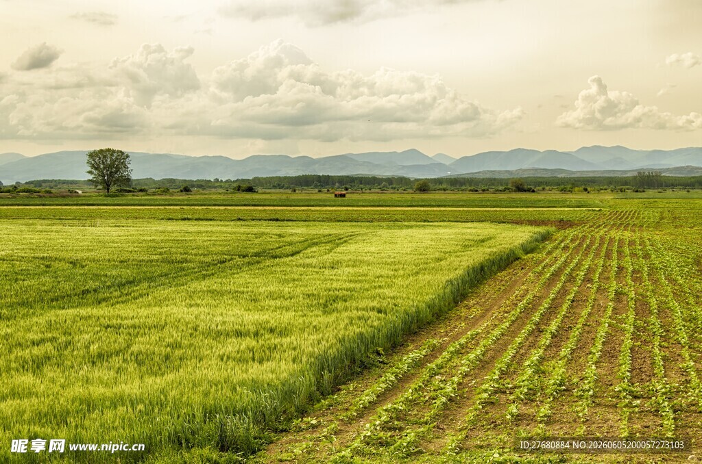 广袤田野绿意盎然