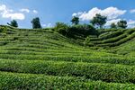 翠绿梯田茶园风光