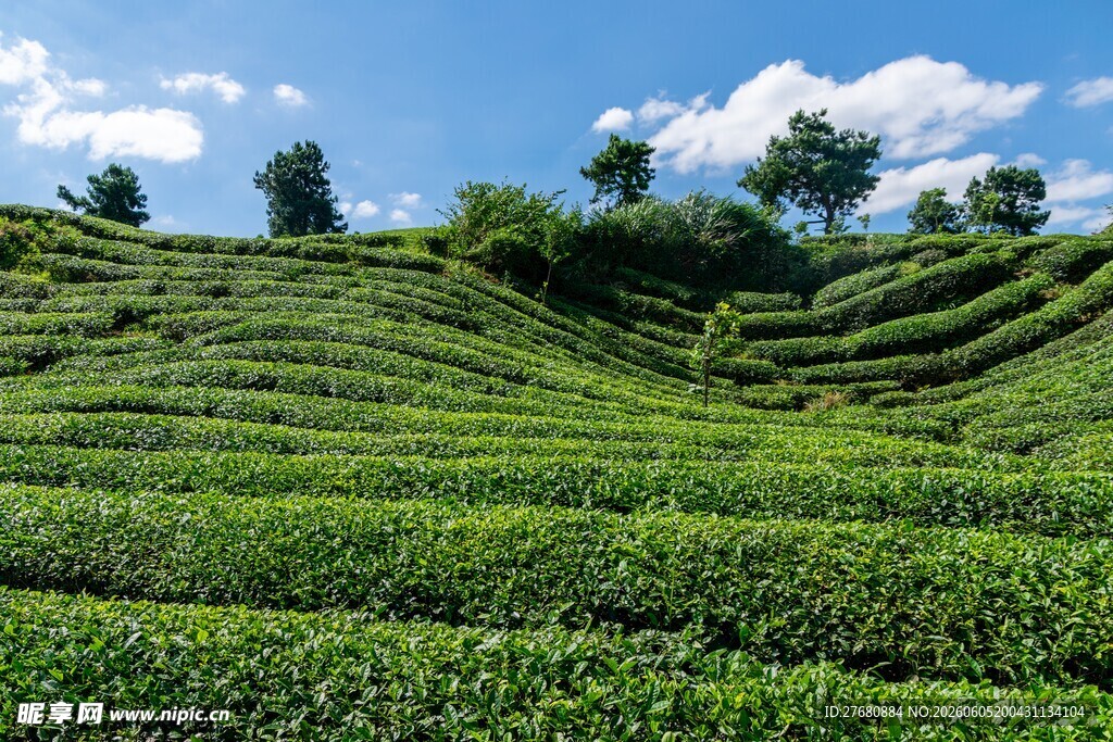翠绿梯田茶园风光