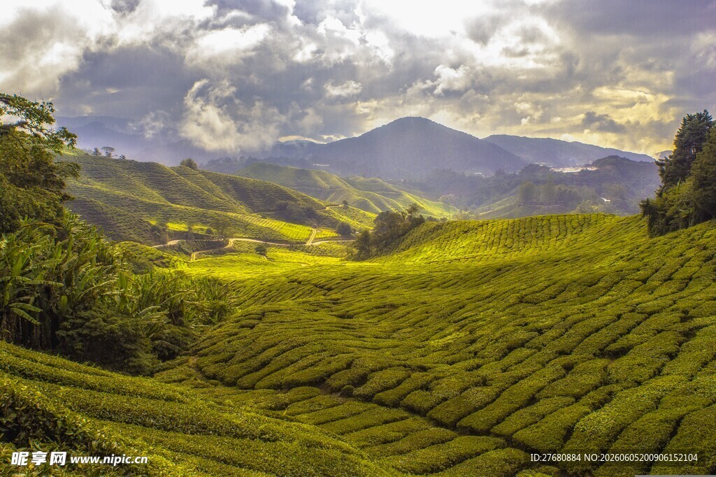 翠绿山间茶园美景