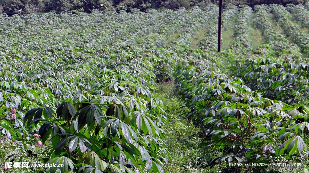 绿意盎然的农作物种植地