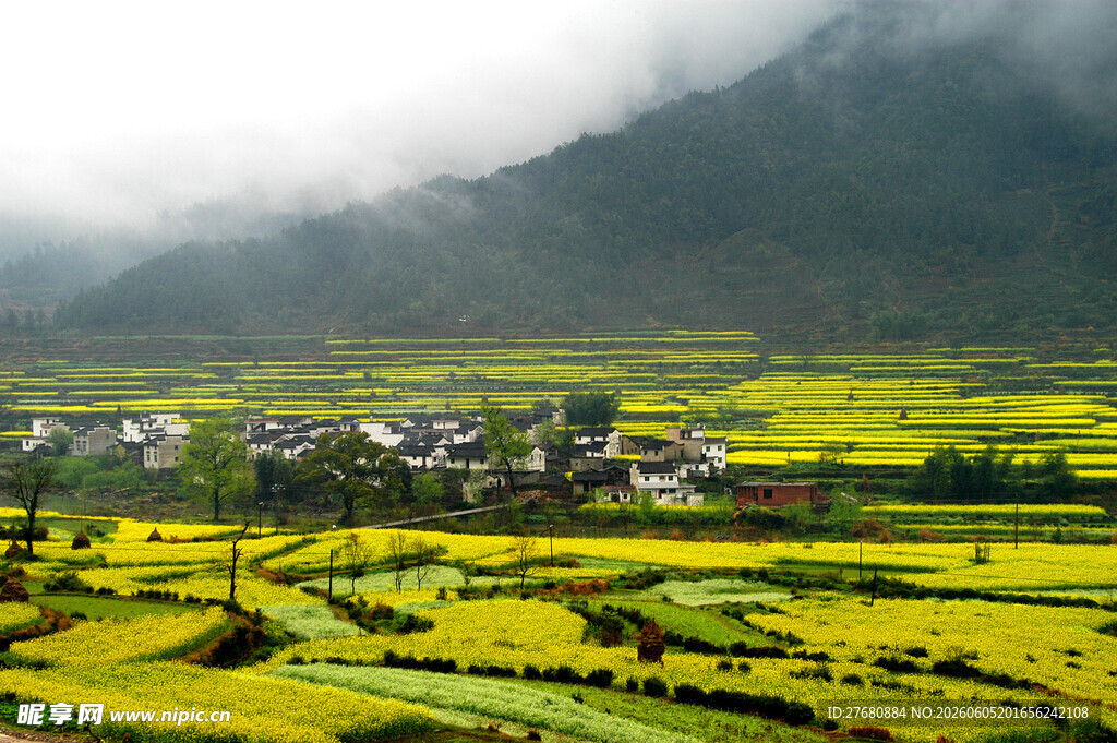 金黄梯田旁的山村美景