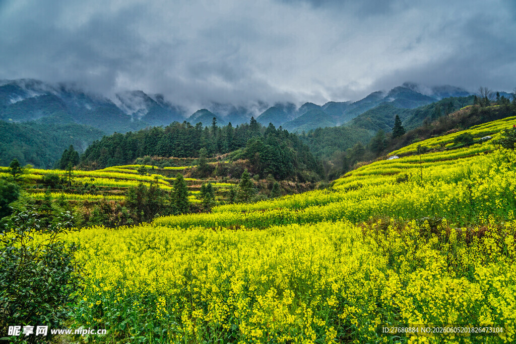 山间油菜花海美景