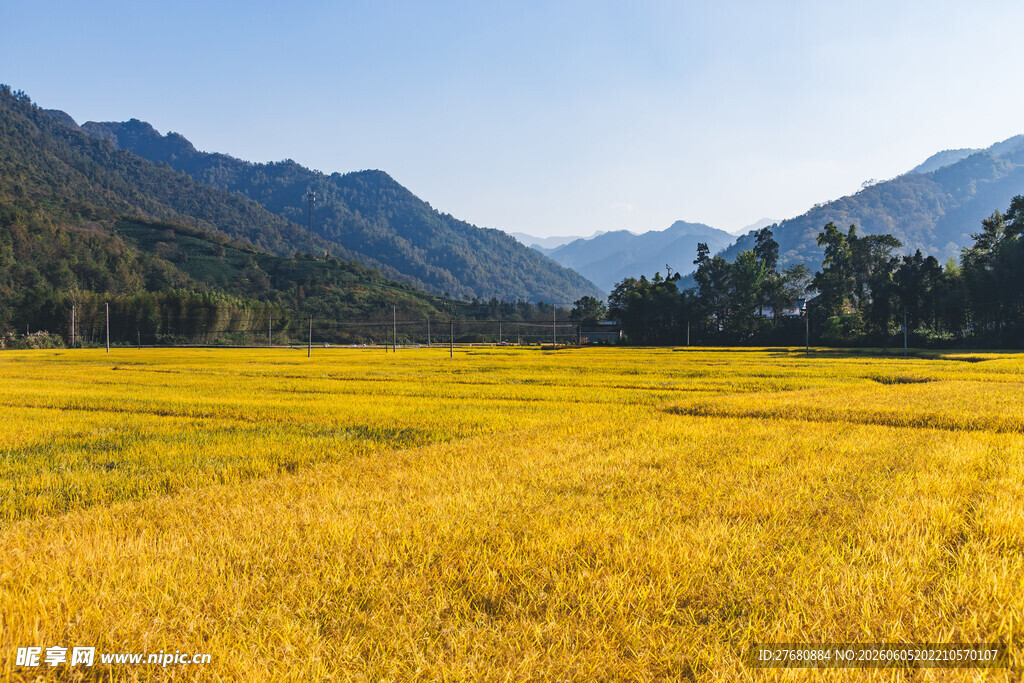 金黄田野与远处山峦美景