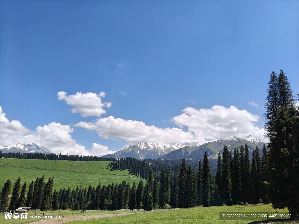 草原松林蓝天白云美景