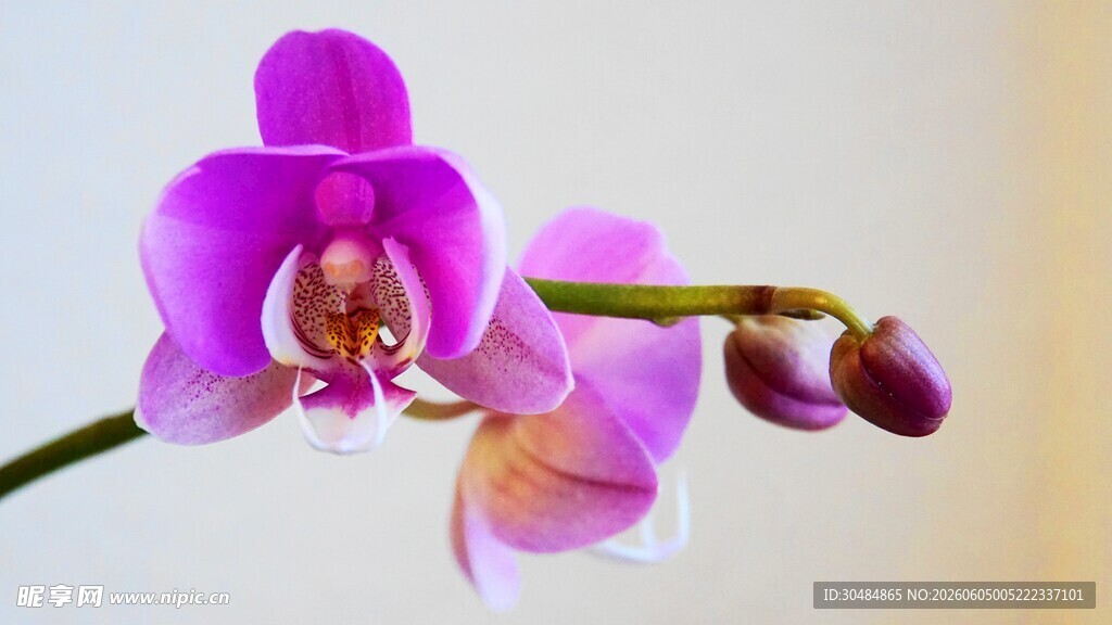 紫色兰花