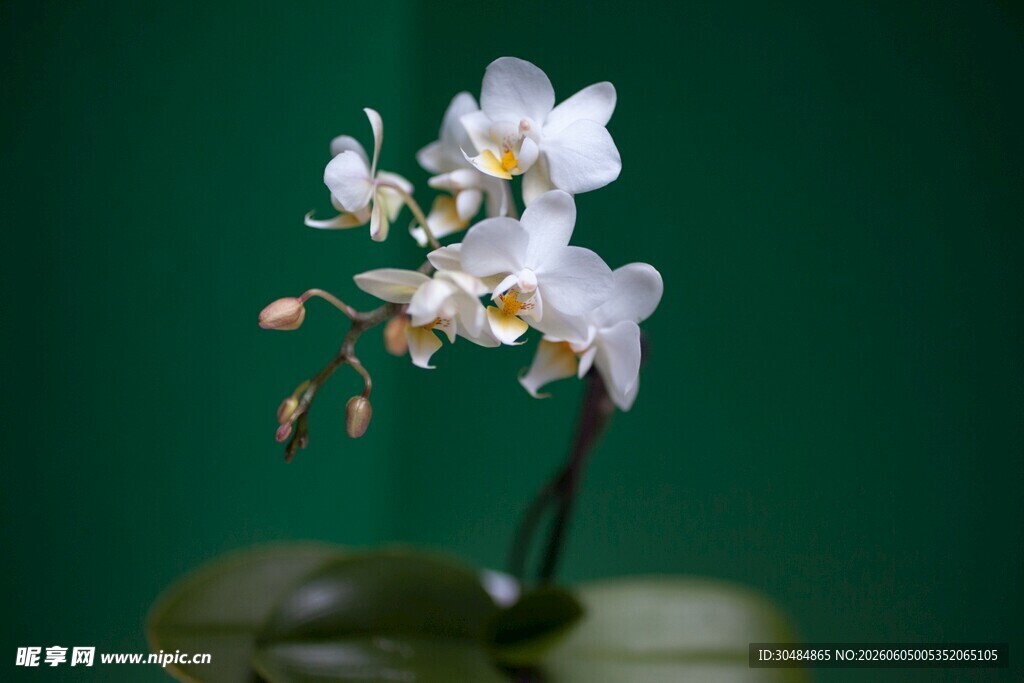 白色兰花