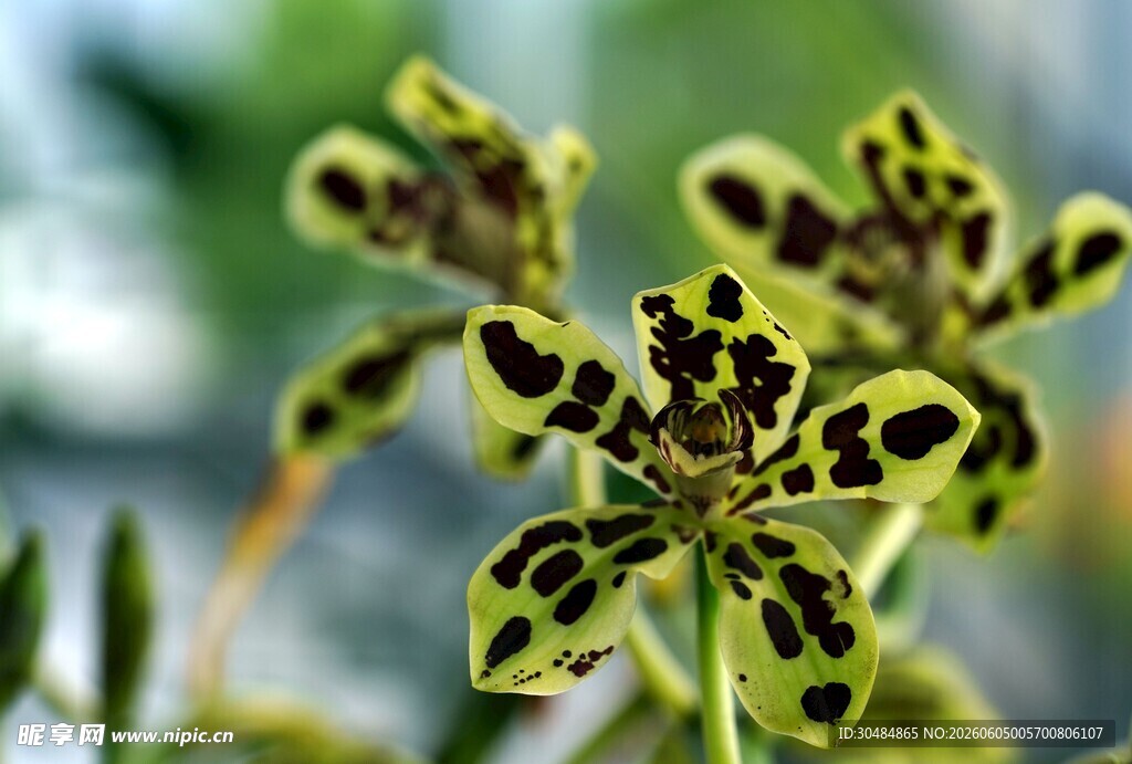 斑点绿叶植物特写