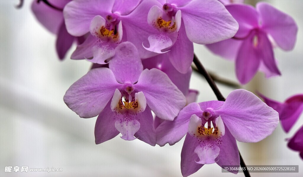 紫色兰花