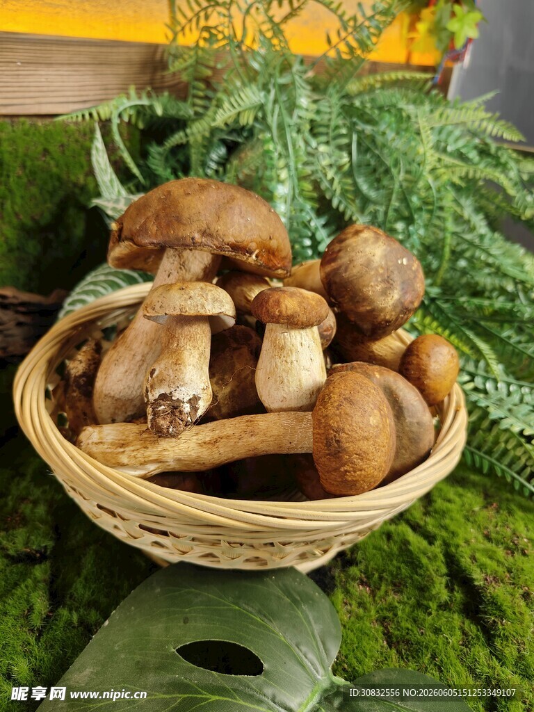 羊肝菌