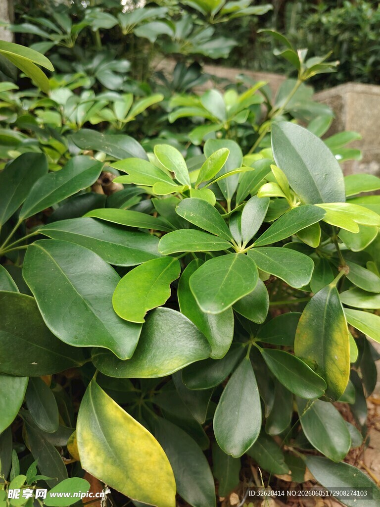 翠绿繁茂的绿植景观
